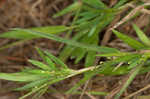 Tapered rosette grass